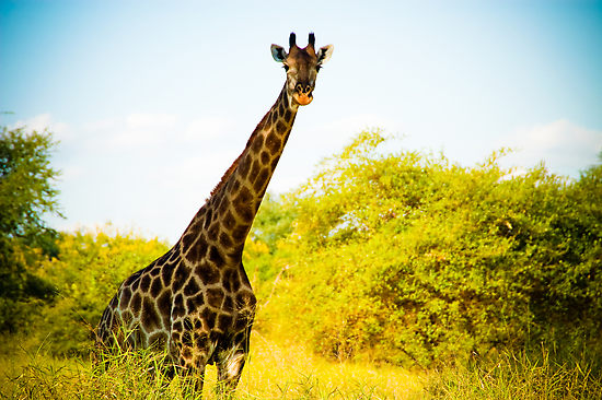 Малави 7Q7BJ DX Новости Малави 7Q7BJ DX Новости